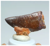 1057 - Gem Grade Carcharodontosaurus saharicus 1.45'' Dinosaur Tooth