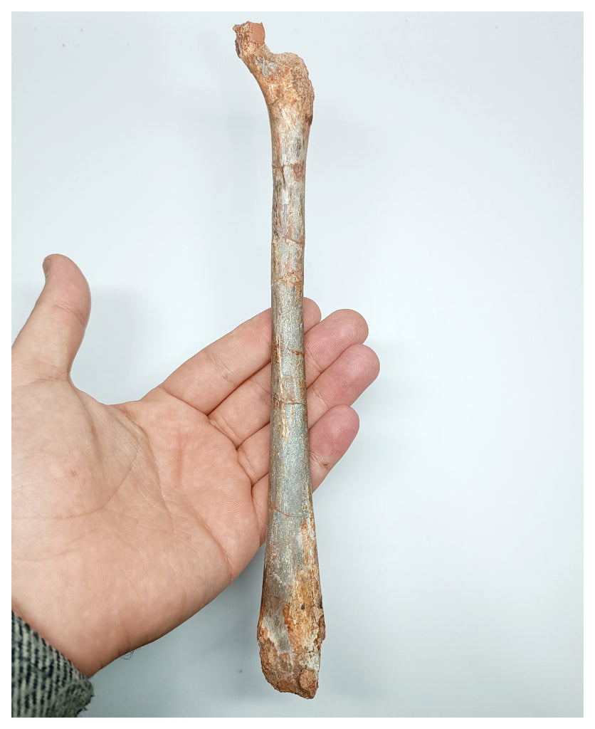 1140 - Museum Grade Unidentified Pterosaur Femur Bone Cretaceous KemKem