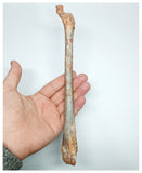 1140 - Museum Grade Unidentified Pterosaur Femur Bone Cretaceous KemKem