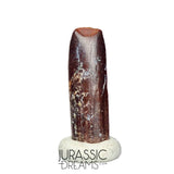 S169 - Top Rare Finest Quality Nigersaurus taqueti (Rebbachisaurid) Sauropod Dinosaur Tooth