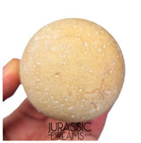 J339 - Rare Fossil Egg of Giant Tortoise Aldabrachelys abrupta - Holocene from Madagascar