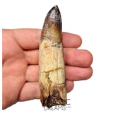 S491 - Museum Grade Fully Rooted Sarcosuchus imperator Crocodile Tooth - Cretaceous Elrhaz Fm