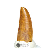 20203 - Unusual Large Abelisaurid Dinosaur Tooth - Cretaceous KemKem Beds