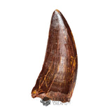 20041 - Gem Grade Carcharodontosaurus saharicus Dinosaur Tooth IN CATAWIKI AUCTION NOW