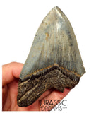 J419 - Outstanding Huge Serrated Megalodon Shark Tooth - Miocene - South Carolina