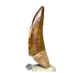 20027 - Gem Grade Large Suchomimus tenerensis Dinosaur Tooth - Lower Cretaceous IN CATAWIKI AUCTION NOW