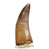 J561 - Tyrannosaur Dinosaur Tooth - Nanotyrannus sp - Late Cretaceous - Lance Creek Fm