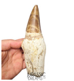 S317 - Outstanding "Mosasaurus hoffmanni" Rooted Tooth - Late Cretaceous - Rare Mosasaur Species