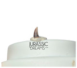 S331 - Tiny Lovely Dromaeosaurid Raptor Theropod Dinosaur Tooth - Judith River Fm