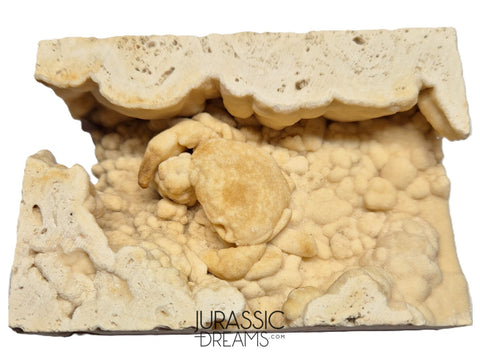 J60 - Huge Fossil Crab (Potamon) Preserved in Travertine - Turkey Location