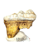 S369 - Gem Grade Huge Ice Age Cave Bear (Ursus spelaeus) Upper Molar Tooth (M2) - Pleistocene