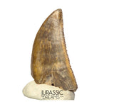 S263 - Large Nicely Preserved Majungasaurus crenatissimus Abelisaurid Dinosaur Tooth