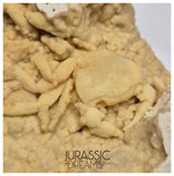 J85 - Top Fossil Crab (Potamon) Preserved in Travertine - Turkey Location
