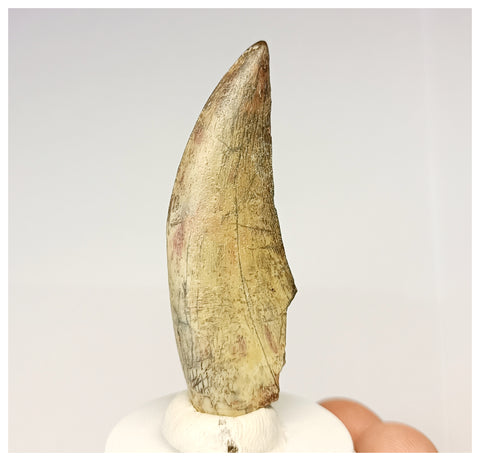 1325 - Rare Afrovenator abakensis Megalosaurid Dinosaur Tooth Jurassic Tiouraren Fm