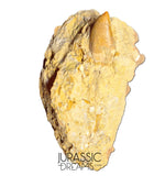 J105 - Carcharodontosaurus saharicus Dinosaur Tooth Partially Rooted in Natural Matrix