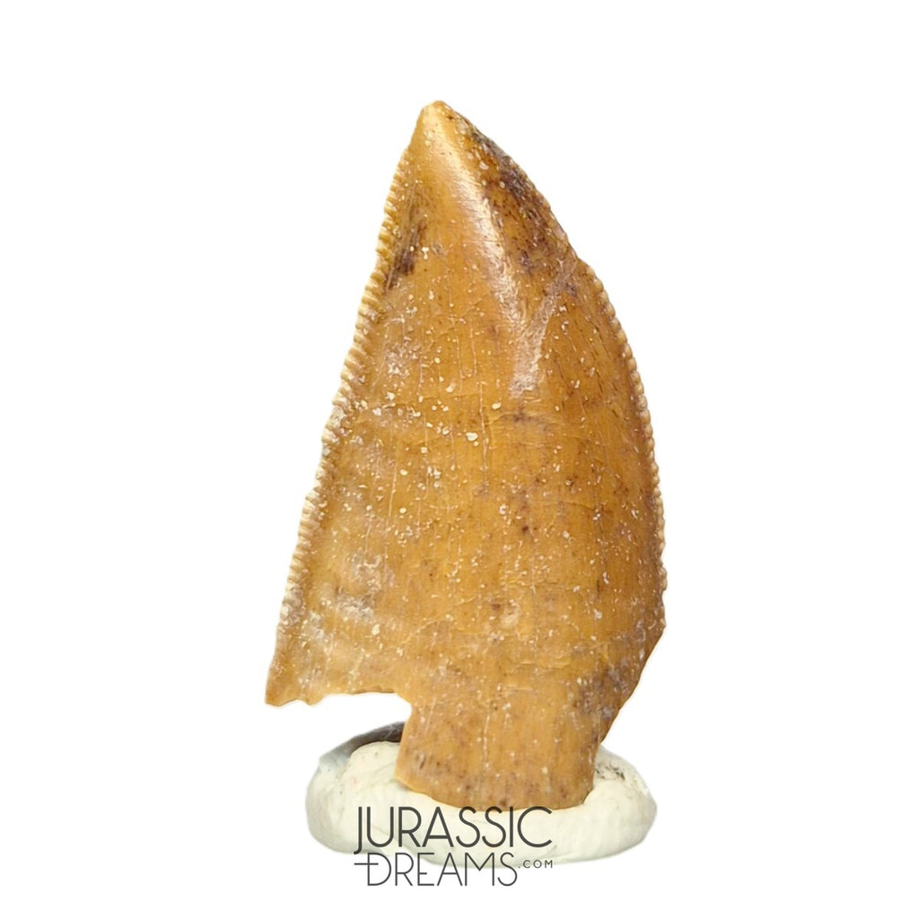 S47 - Large Serrated Majungasaurus crenatissimus Abelisaurid Dinosaur Tooth