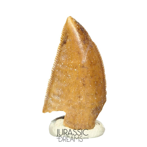 S47 - Large Serrated Majungasaurus crenatissimus Abelisaurid Dinosaur Tooth