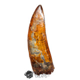 20018 - Top Huge Carcharodontosaurus saharicus Dinosaur Tooth