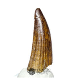 20181 - Large Partial Suchomimus tenerensis Spinosaurid Dinosaur Tooth