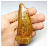 1331 - Huge Carcharodontosaurus saharicus Dinosaur Tooth - Cretaceous KemKem Beds