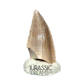 S217 - Top Rare Majungasaurus crenatissimus Abelisaurid Dinosaur PREMAXILLARY Tooth