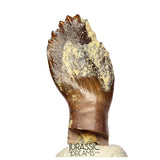 J514 - Top Rare cf Archaeodontosaurus Primitive Prosauropod Dinosaur Tooth - Middle Jurassic