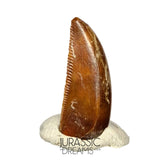 S93 - Unusual Majungasaurus crenatissimus Abelisaurid Dinosaur PREMAXILLARY Tooth