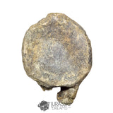 20235 - Huge Atlasaurus imelakei Sauropod Vertebra Bone - El Mers Fm