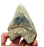 J568 - Gem Grade Killer Blue Megalodon Tooth from Rare Indonesia Location