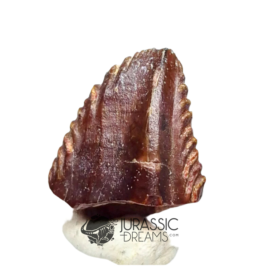 20019 -Exceedingly Rare Unidentified Basal Iguanodontian Dinosaur Tooth
