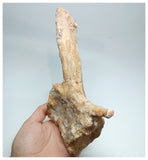 1144 - Amazing Complete Spinosaurus Dinosaur Caudal (Tail) Vertebra Bone Cretaceous KemKem