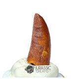 20220 - Nicely Preserved Abelisaurid Dinosaur Tooth - Cretaceous KemKem Beds