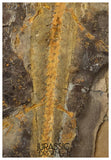 J567 - Museum Grade Rare Jeholotriton paradoxus - Primitive Jurassic Salamander - Daohugou Beds