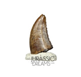 S91 - Nicely Preserved Dromaeosaurid Raptor Theropod Dinosaur Tooth - Judith River Fm