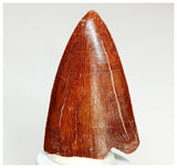 1074 - Gem Grade Carcharodontosaurus saharicus Dinosaur Tooth KemKem