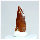 1030 - Gem Grade Abelisaurid 0.82'' Dinosaur Tooth
