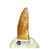 20148 - Nicely Preserved Kryptops palaios Abelisaurid Theropod Dinosaur Tooth