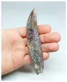 1151 - Rare Fully Rooted Carcharodontosaurus saharicus Dinosaur Tooth