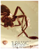 J332 - Museum Grade Large SPIDER & VELVET ANT Rare MUTILLIDAE Fossil Inclusion Genuine BALTIC AMBER + HQ Picture