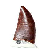20166 - Nicely Preserved Carcharodontosaurus saharicus Dinosaur Tooth