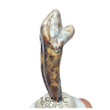 S242 - Nicely Preserved Huge Ice Age Cave Bear (Ursus spelaeus) Incisor Tooth