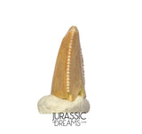 S319 - Top Rare Majungasaurus crenatissimus Abelisaurid Dinosaur PREMAXILLARY Tooth
