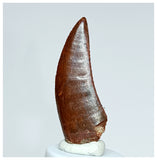 1019 - Gem Grade Carcharodontosaurus saharicus 1.69'' Dinosaur Tooth