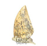 S353 - Nicely Preserved Majungasaurus crenatissimus Abelisaurid Dinosaur Tooth - Late Cretaceous