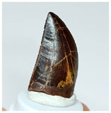 1021 - Gem Grade Carcharodontosaurus saharicus 1.25'' Dinosaur Tooth