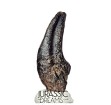 J196 - Top Rare Killer Theropod (cf Alvarezsaurid) Dinosaur Manus Claw - Lower Cretaceous Elrhaz Fm