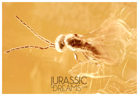 J20 - Nice PARASITIC WASP Apocrita Fossil Inclusion Genuine BALTIC AMBER + HQ Picture