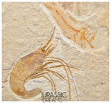 S245 - Top Association Fossil Shrimp Carpopenaeus sp + Sedenhorstia sp Fossil Fish - Cretaceous Lebanon