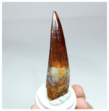 1022 - Gem Grade Spinosaurus aegyptiacus 3.22'' Dinosaur Tooth