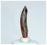 1070 -Nicely Preserved Rebbachisaurus garasbae Diplodocoid Sauropod Dinosaur Tooth